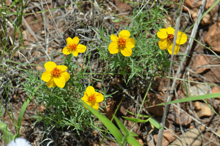 Rocky Mountain Zinnia blooms from August to September following monsoon rainfall and prefers elevations from 2,000 to 5,500 feet (610-1,676 m). Zinnia grandiflora